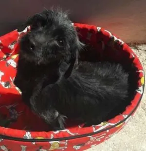 Cachorro raça  idade  nome PODE ESCOLHER O NOME