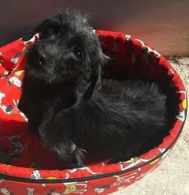 Cachorro ra a  idade  nome PODE ESCOLHER O NOME
