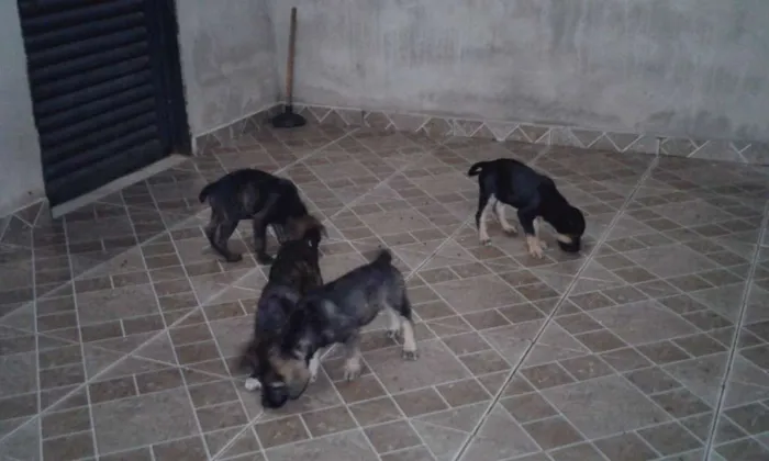 Cachorro raça SRD idade 2 a 6 meses nome Jake,Amora,Princesa