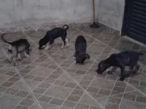 Cachorro raça SRD idade 2 a 6 meses nome Jake,Amora,Princesa