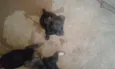 Jake,Amora,Princesa