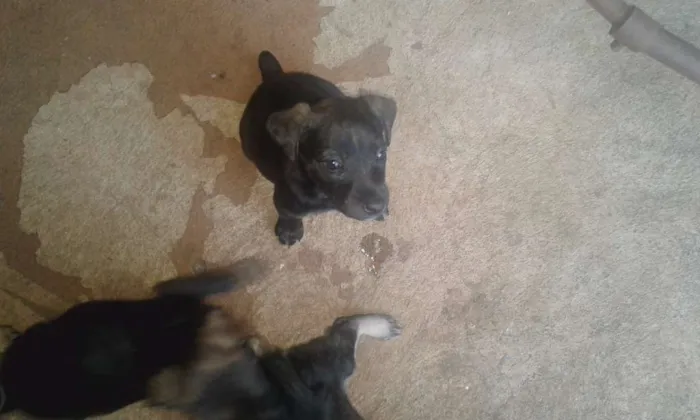 Cachorro raça SRD idade 2 a 6 meses nome Jake,Amora,Princesa