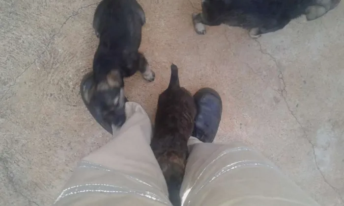 Cachorro raça SRD idade 2 a 6 meses nome Jake,Amora,Princesa