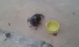 Jake,Amora,Princesa