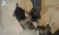 Jake,Amora,Princesa