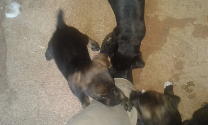 Cachorro raça SRD idade 2 a 6 meses nome Jake,Amora,Princesa