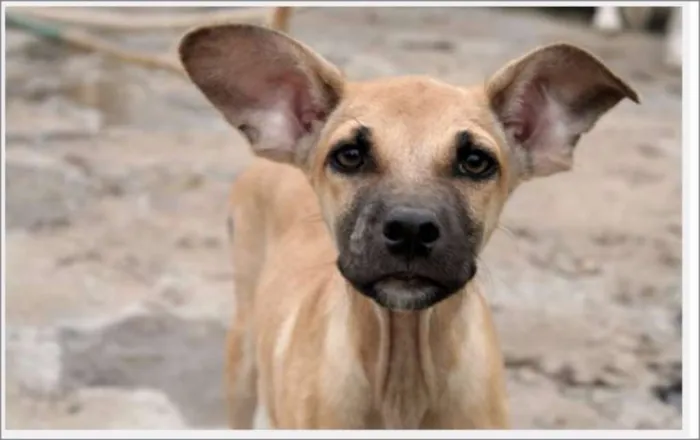 Cachorro ra a Indefinido idade 2 anos nome Bidu