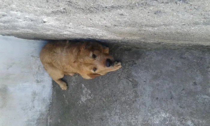 Cachorro ra a viralata misturado com labrador idade 1 ano nome simba