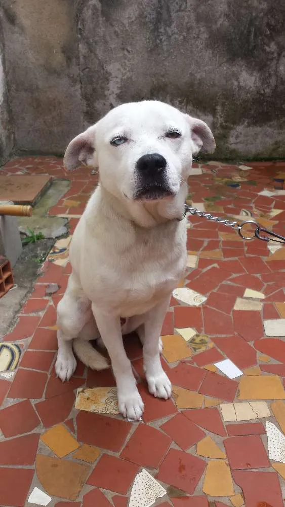 Cachorro raça PitBull idade 4 anos nome Zyon