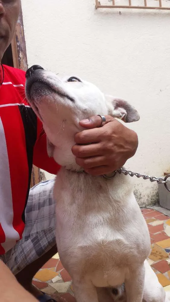 Cachorro raça PitBull idade 4 anos nome Zyon