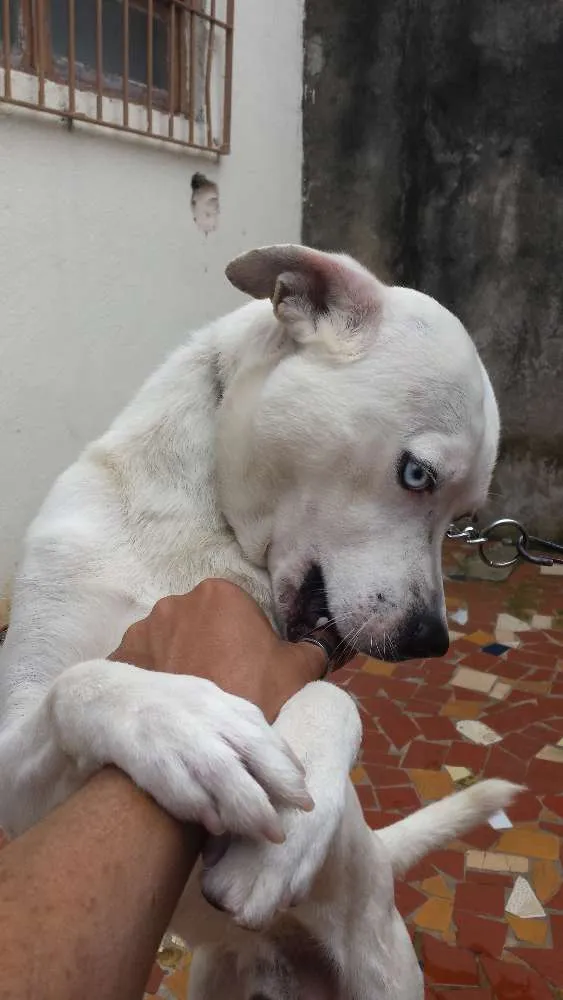 Cachorro raça PitBull idade 4 anos nome Zyon