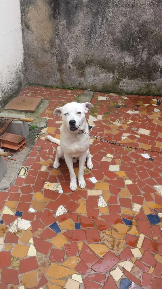 Cachorro raça PitBull idade 4 anos nome Zyon