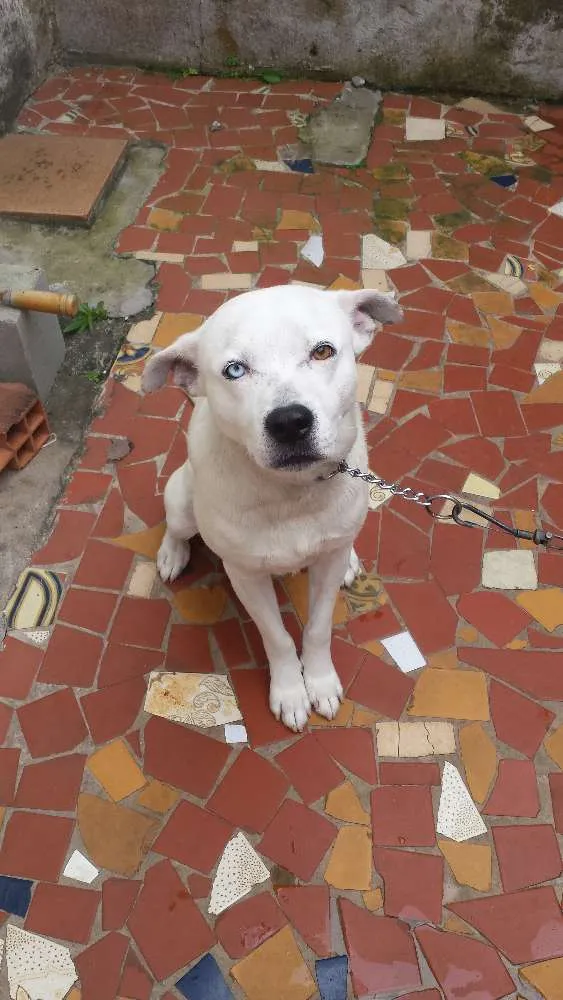 Cachorro raça PitBull idade 4 anos nome Zyon