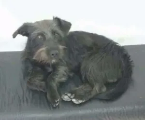 Cachorro raça SRD idade 7 a 11 meses nome Raul