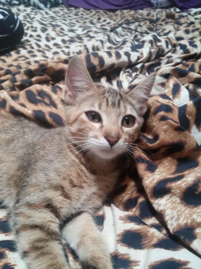 Gato ra a  idade 2 a 6 meses nome Sem nome