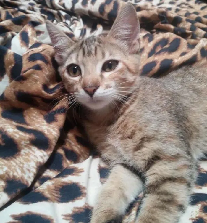 Gato ra a  idade 2 a 6 meses nome Sem nome