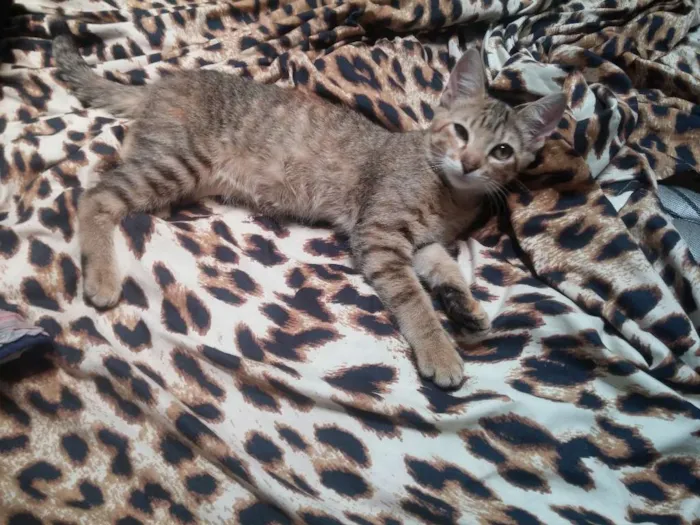 Gato ra a  idade 2 a 6 meses nome Sem nome