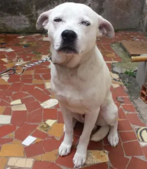 Cachorro raça PitBull idade 4 anos nome Zyon