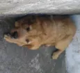 simba