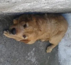 Cachorro raça viralata misturado com labrador idade 1 ano nome simba