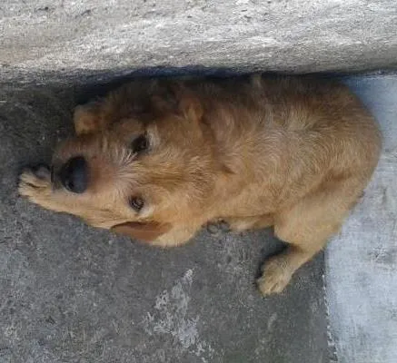 Cachorro ra a viralata misturado com labrador idade 1 ano nome simba