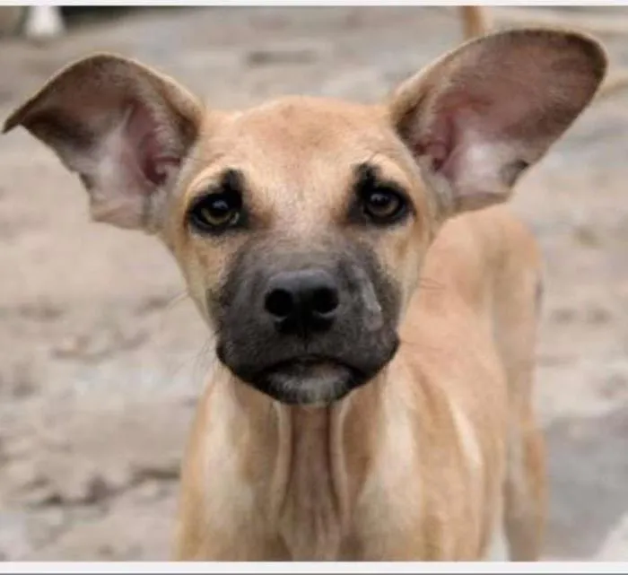 Cachorro ra a Indefinido idade 2 anos nome Bidu
