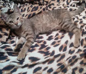 Gato raça  idade 2 a 6 meses nome Sem nome