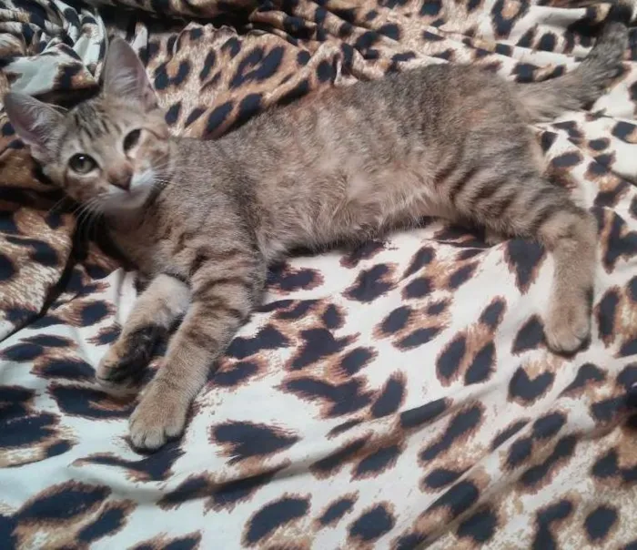 Gato ra a  idade 2 a 6 meses nome Sem nome
