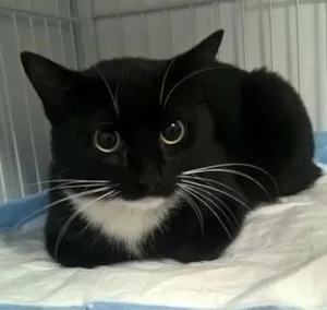 Gato raça SRD idade 7 a 11 meses nome SEM NOME