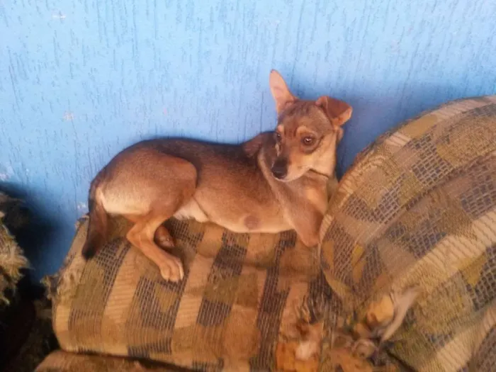Cachorro ra a Vira Amor  idade 1 ano nome Castanha,caju,cacau