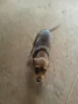 Castanha,caju,cacau