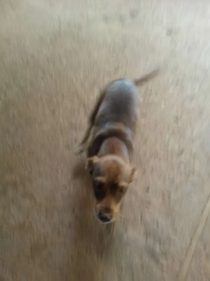 Cachorro ra a Vira Amor  idade 1 ano nome Castanha,caju,cacau