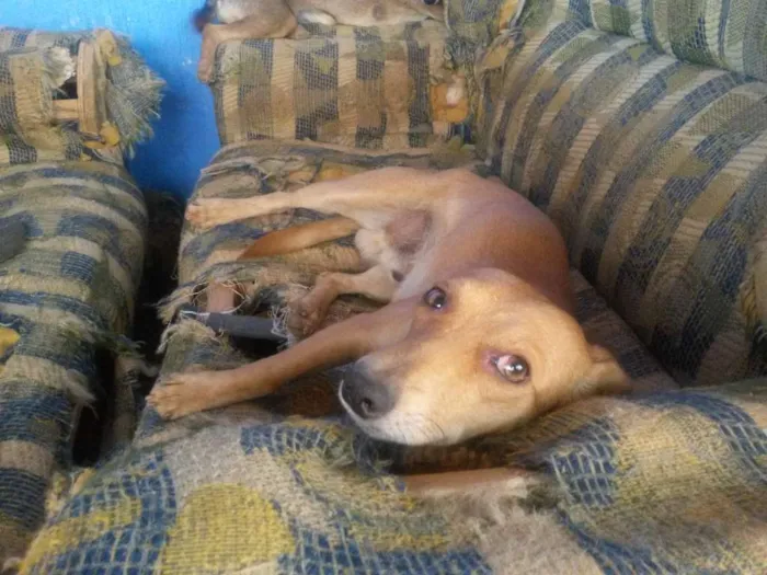 Cachorro ra a Vira Amor  idade 1 ano nome Castanha,caju,cacau