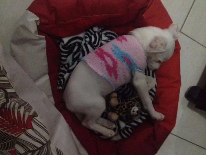 Cachorro ra a SRD idade 2 a 6 meses nome Valquiria