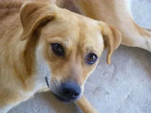 Cachorro raça Misto (Vira-lata e labrador) idade 1 ano nome Mel