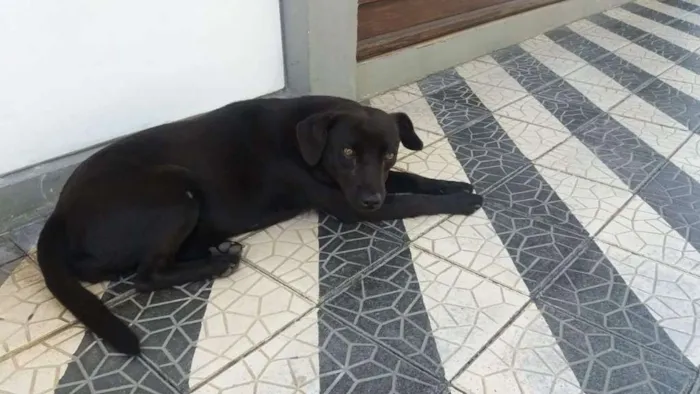 Cachorro ra a Não tem idade 1 ano nome Pretinha