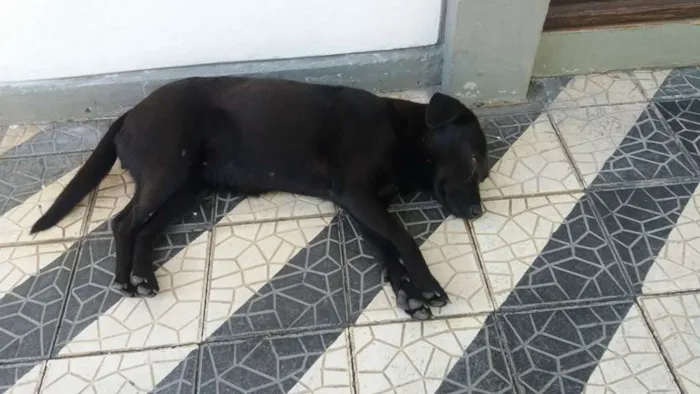 Cachorro ra a Não tem idade 1 ano nome Pretinha