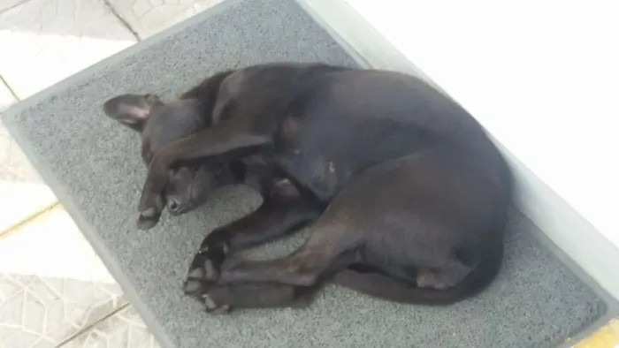 Cachorro ra a Não tem idade 1 ano nome Pretinha