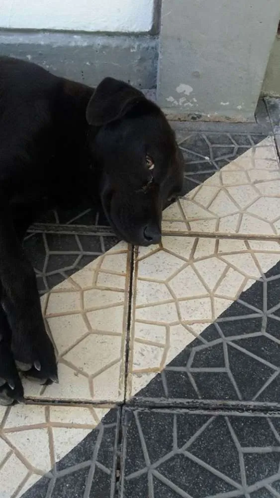 Cachorro ra a Não tem idade 1 ano nome Pretinha