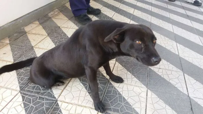 Cachorro ra a Não tem idade 1 ano nome Pretinha