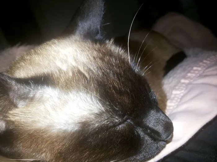 Gato ra a Siames idade 1 ano nome Sofia