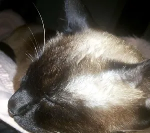 Gato raça Siames idade 1 ano nome Sofia