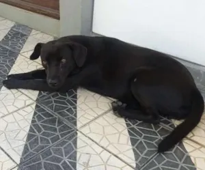 Cachorro raça Não tem idade 1 ano nome Pretinha