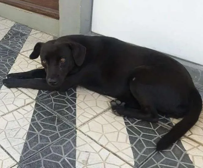 Cachorro ra a Não tem idade 1 ano nome Pretinha