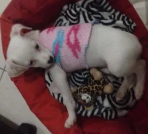 Cachorro raça SRD idade 2 a 6 meses nome Valquiria