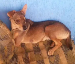 Cachorro raça Vira Amor  idade 1 ano nome Castanha,caju,cacau