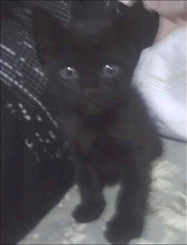 Gato ra a  idade 2 a 6 meses nome Adote
