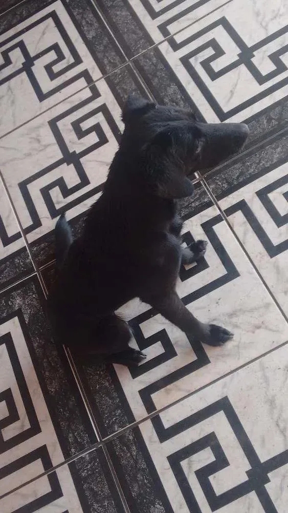 Cachorro ra a Dogstrettt idade 2 anos nome Neguinha
