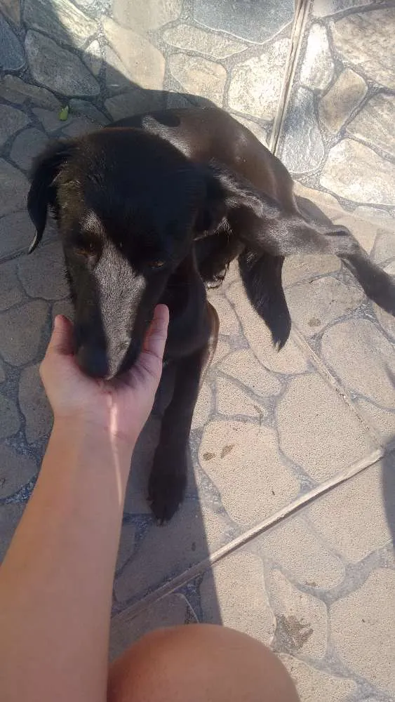 Cachorro ra a Dogstrettt idade 2 anos nome Neguinha