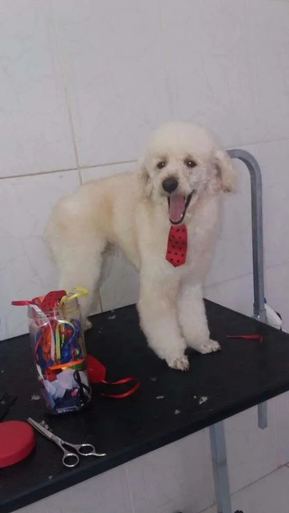 Cachorro raça Poodle idade 2 anos nome Ningo